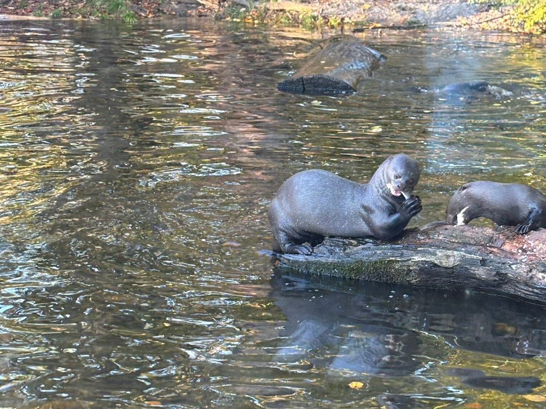 Givskud Zoo - Zootopia-Give必去景点