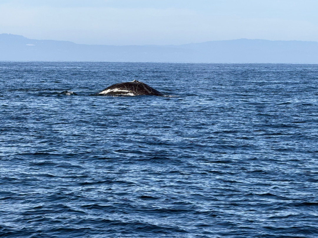 蒙特雷湾观鲸之旅-蒙特雷必去景点