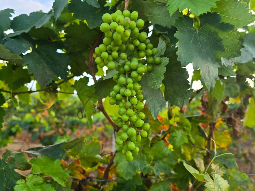 Alto Vista Winery-Noord必去景点