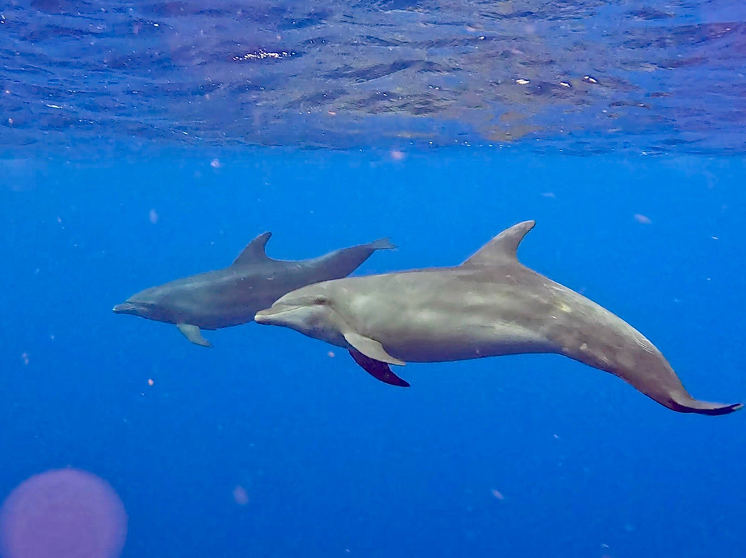 GO WEST Diving-Sabana Westpunt必去景点