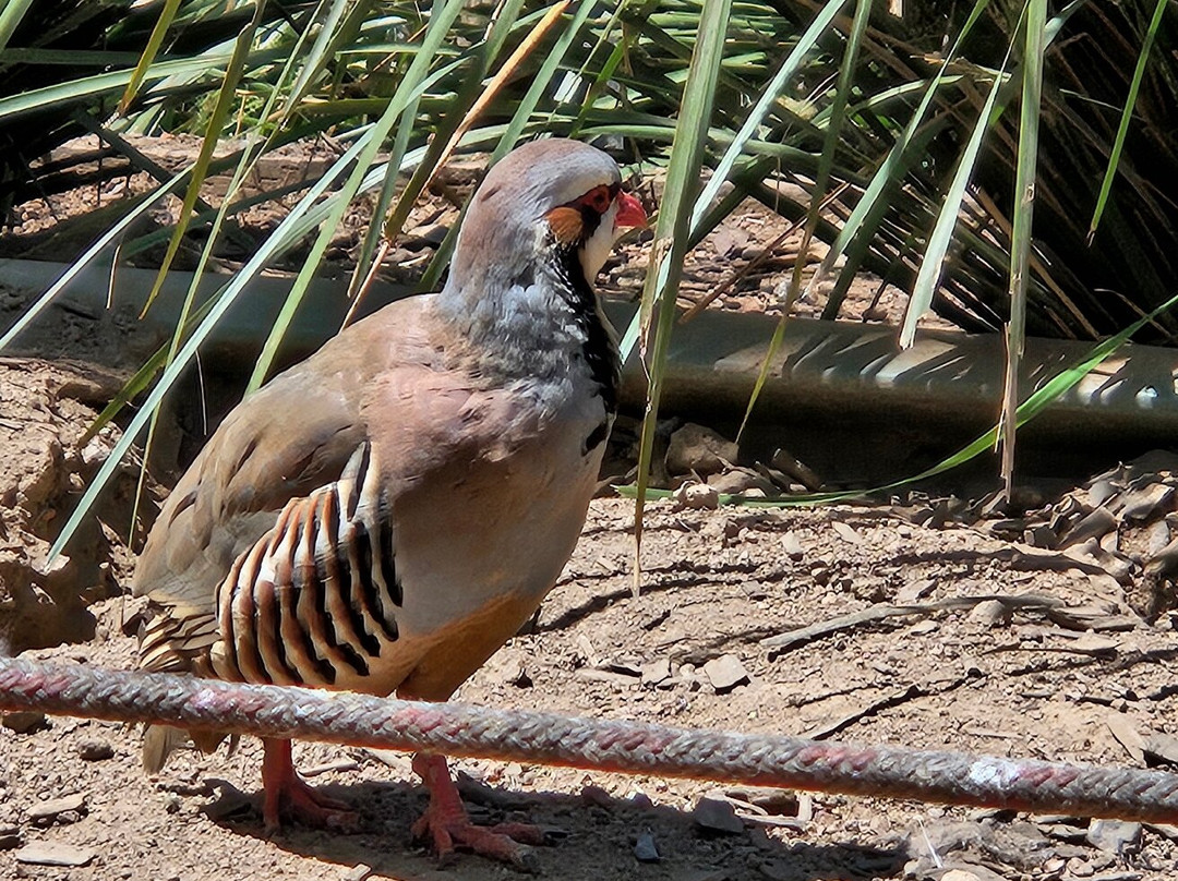Canberra Walk in Aviary-尼克斯必去景点