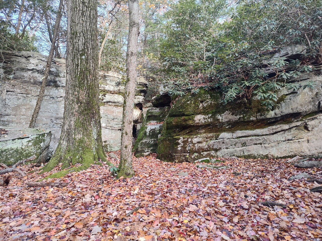 Coopers Rock State Forest-Bruceton Mills必去景点