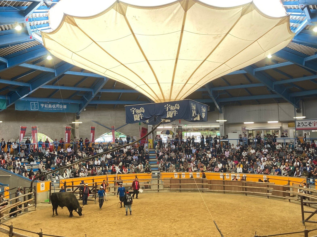 Uwajima City Bullfighting Arena-宇和岛市必去景点