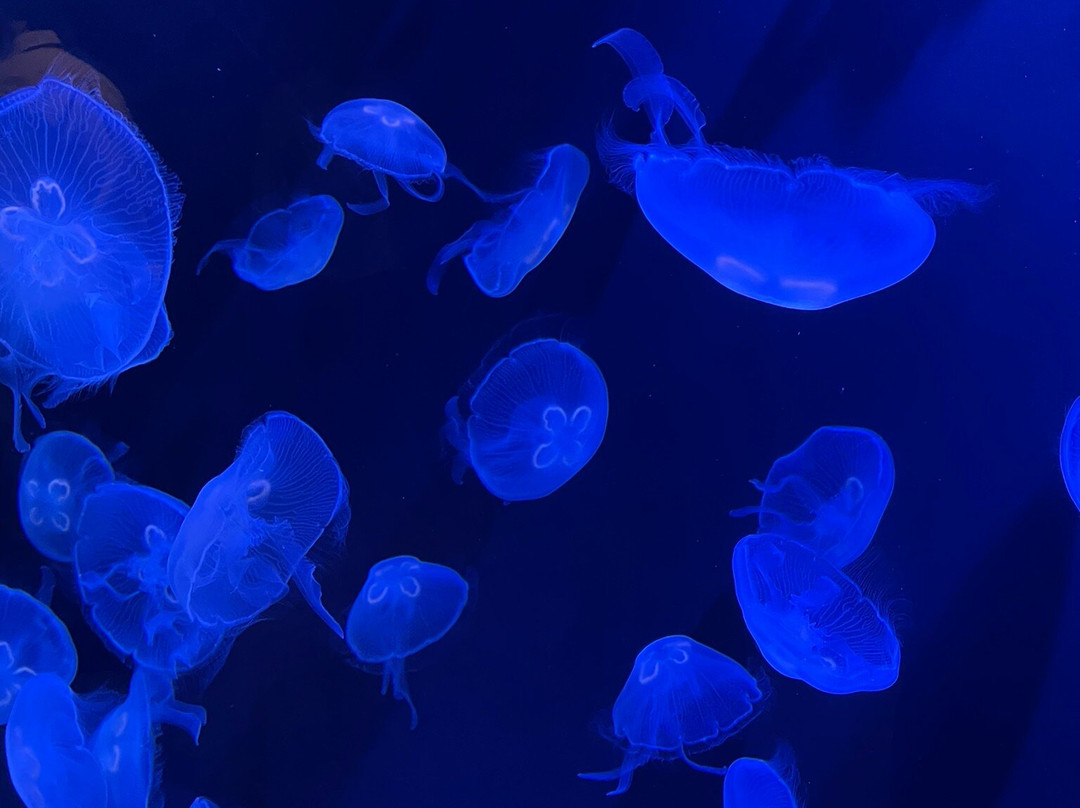 Mote Marine Laboratory & Aquarium-萨拉索塔必去景点