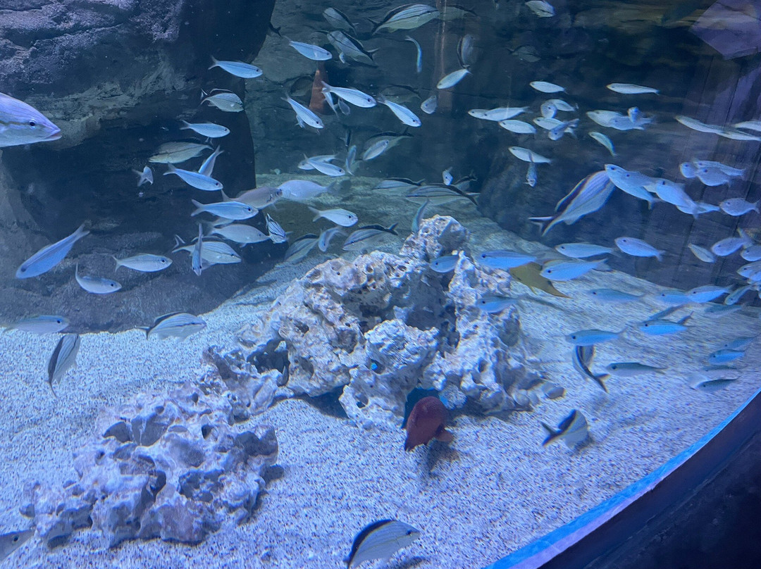 Mote Marine Laboratory & Aquarium-萨拉索塔必去景点