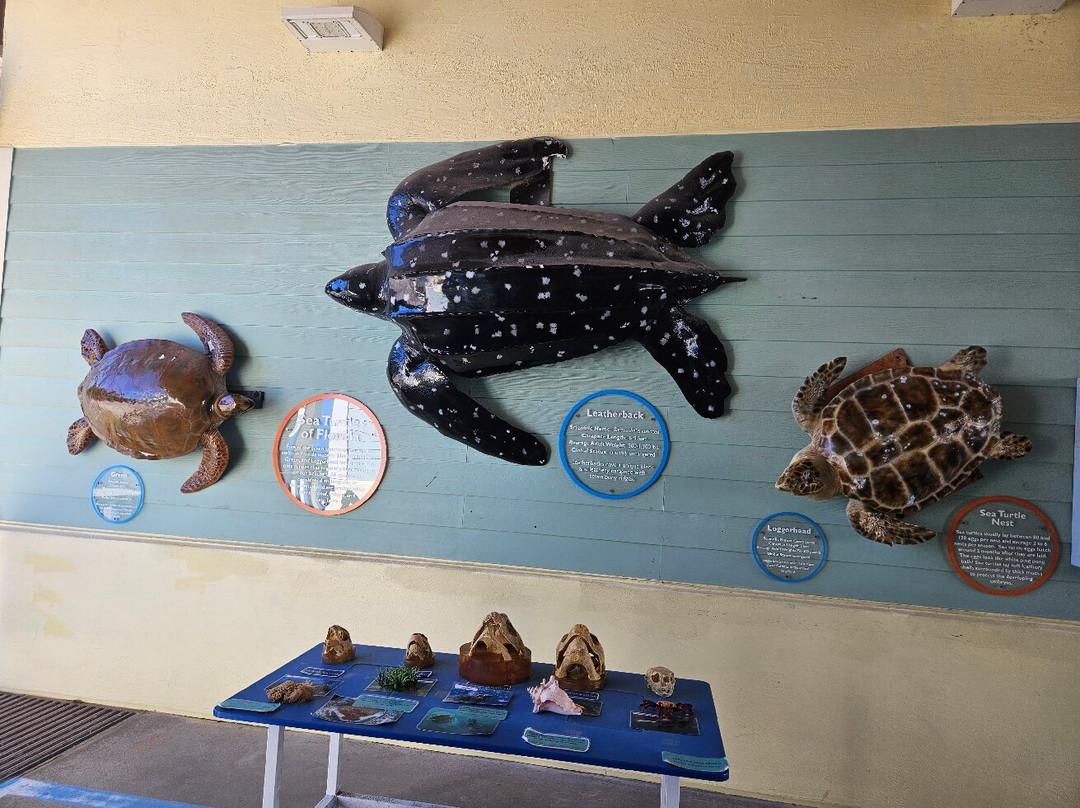 Loggerhead Marinelife Center-朱诺海滩必去景点