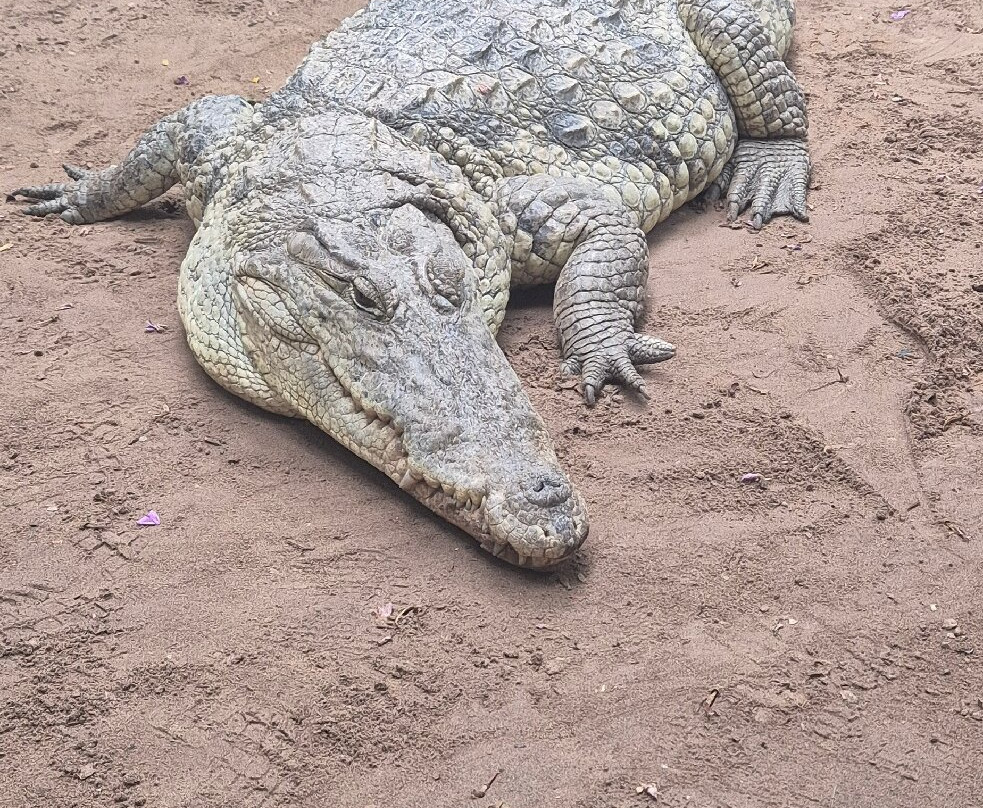Kachikally Crocodile Pool-Bakau必去景点