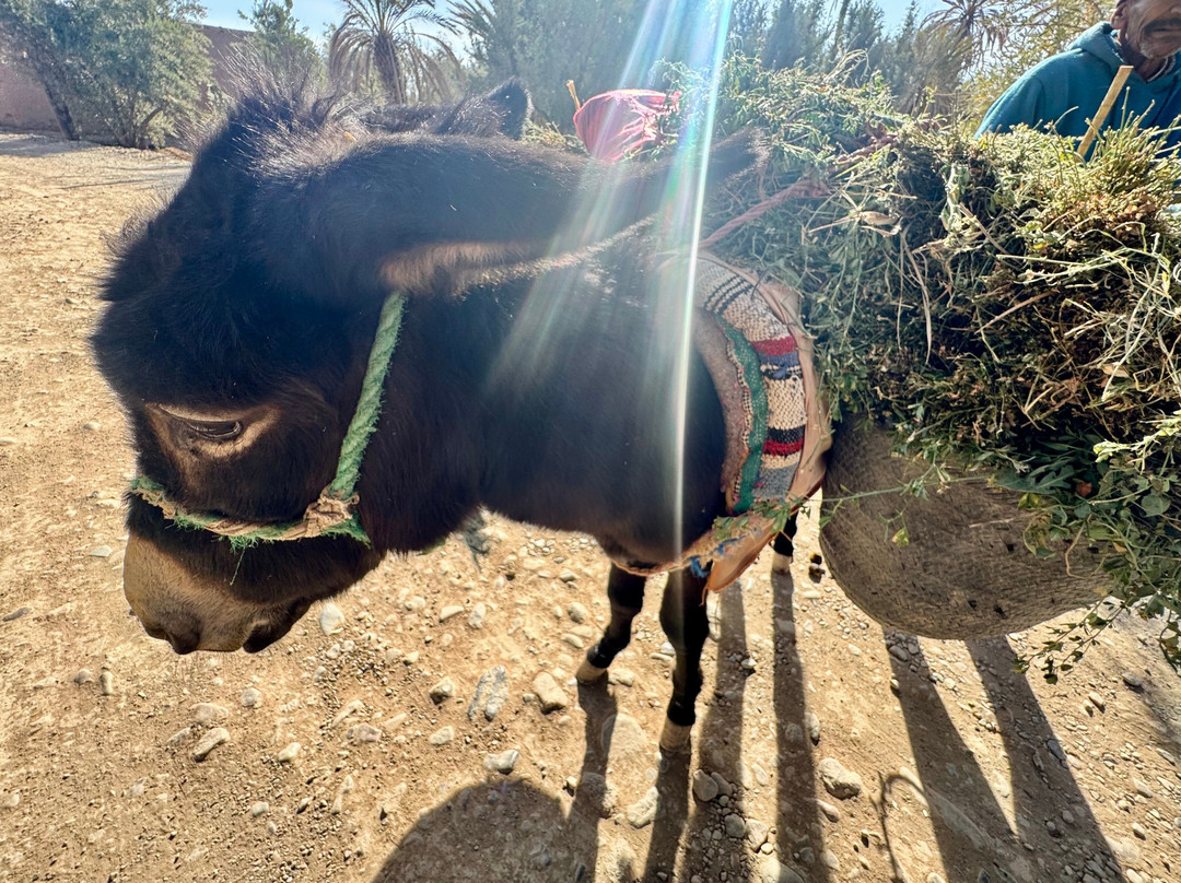 Travel Exploration Morocco Private Tours-瓦尔扎扎特必去景点