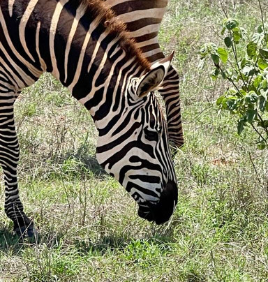 Boomtrail Tours And Travels-蒙巴萨必去景点