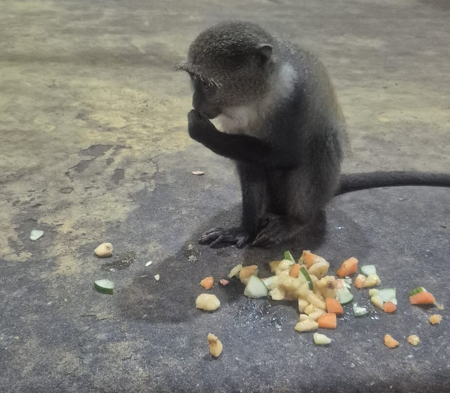 猎豹动物园-桑给巴尔岛必去景点