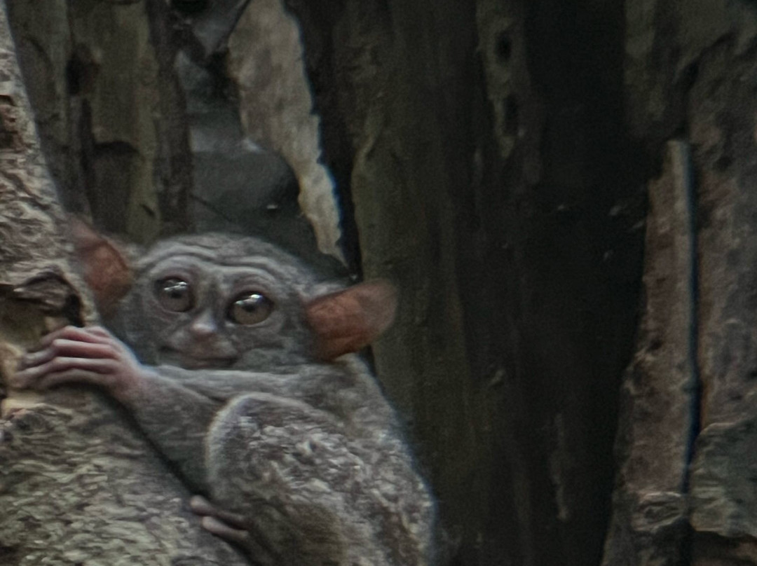 Safari Tours & Travel-万鸦老必去景点