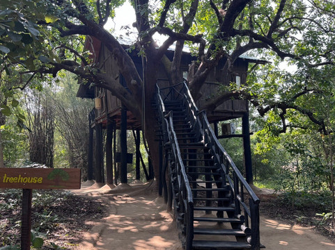 Big Cats of India-苏黎世必去景点