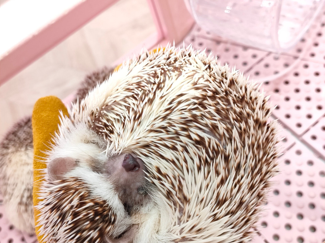 Harajuku Kawaii Land Kyun Kyun-涩谷区必去景点