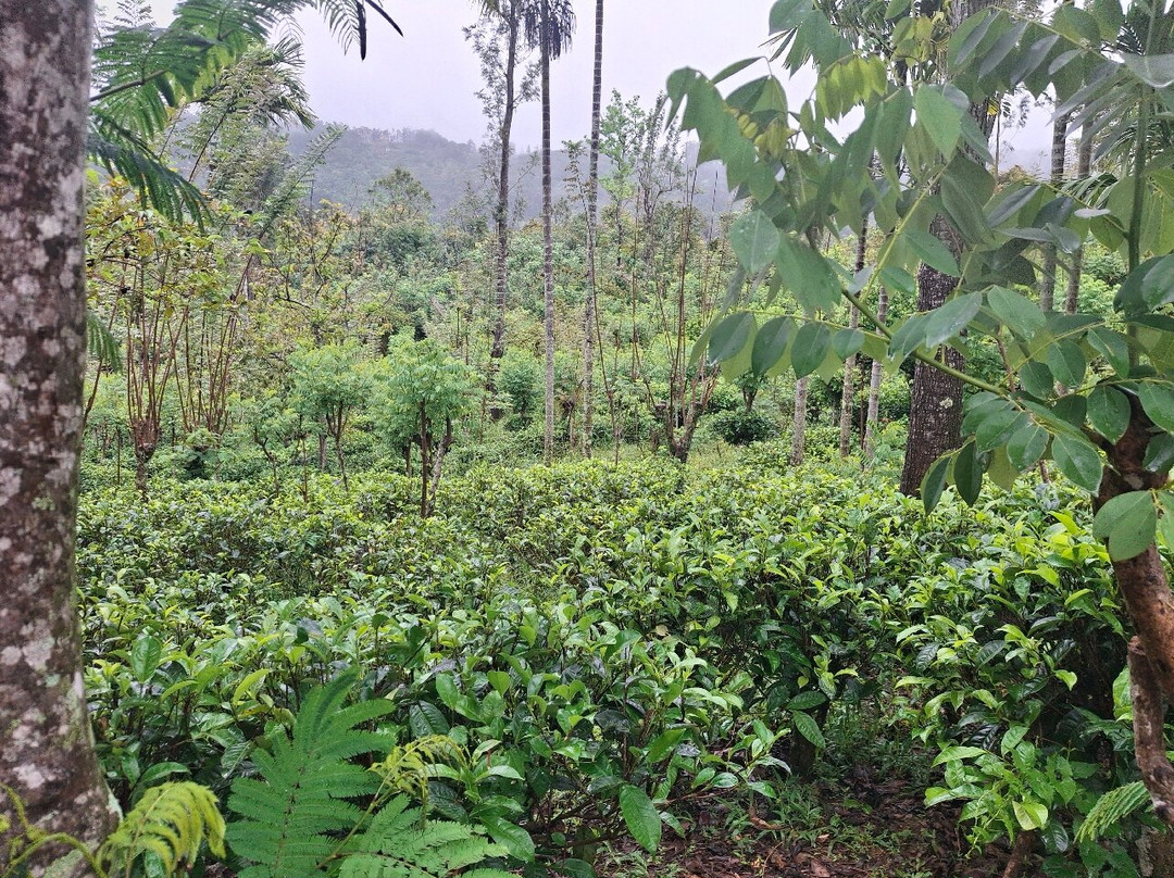 Amba Estate-班达拉维拉必去景点