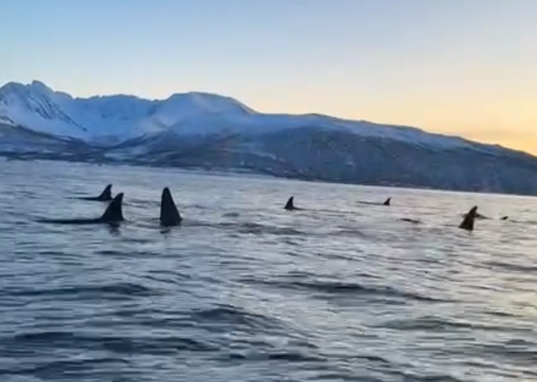 Explore 70 Degrees-Skjervoy必去景点