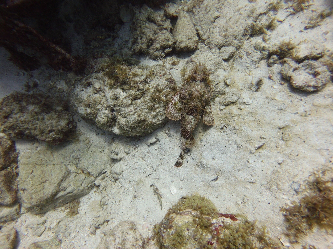 Palm Beach Divers-Noord必去景点