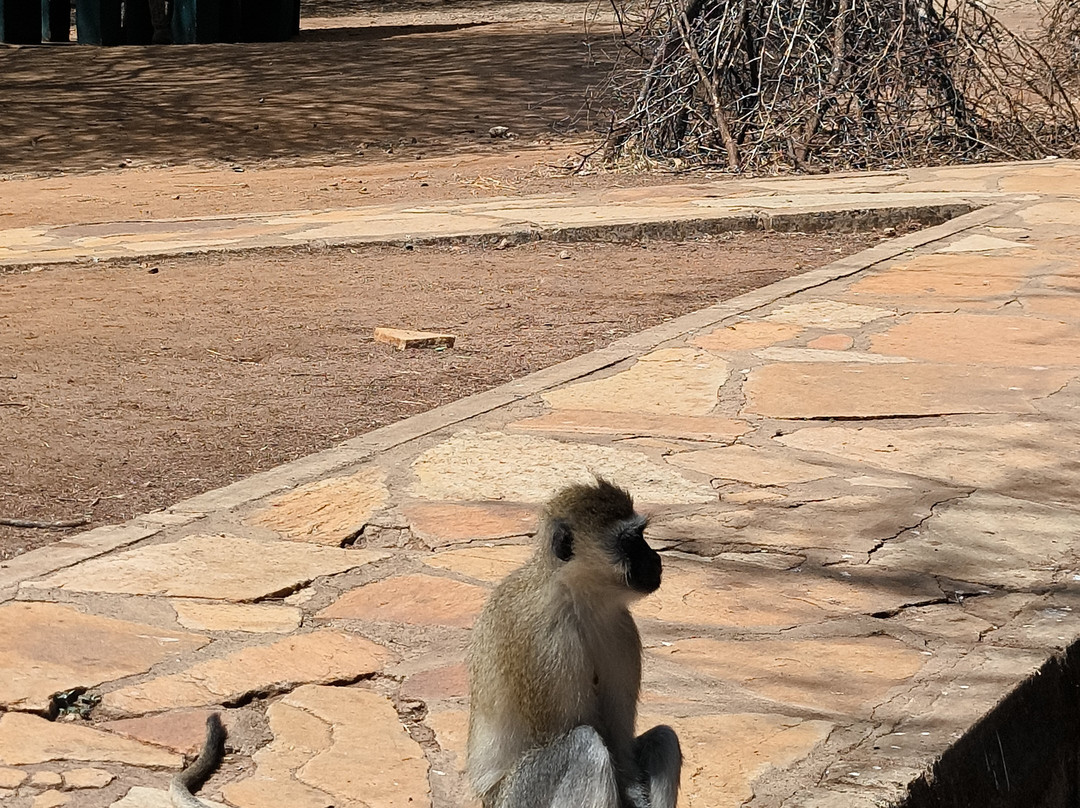 Wajefya Expeditions Ltd-Arusha Chini必去景点