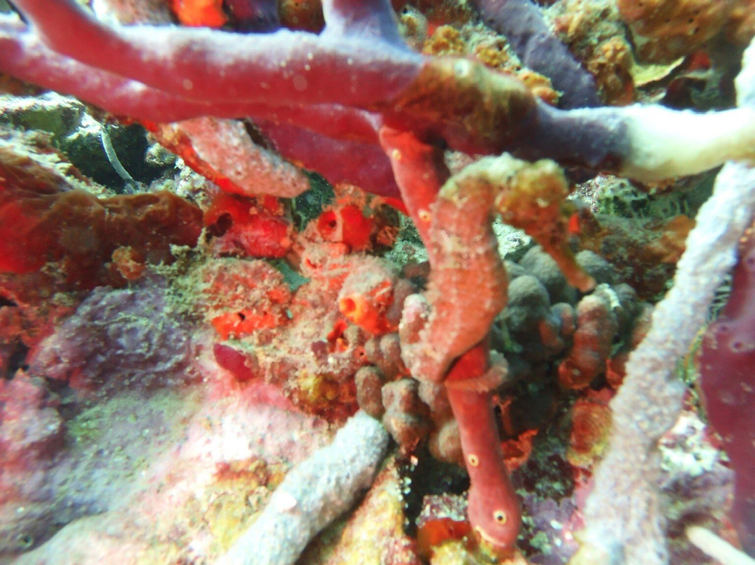 Aquanauts Grenada-True Blue必去景点