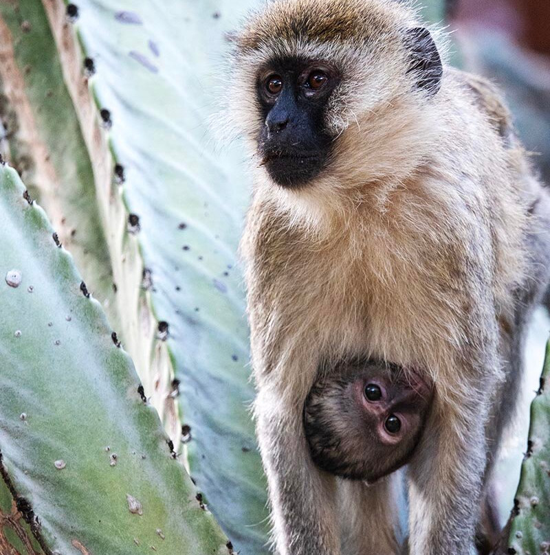 Leopard Tours Limited-阿鲁沙必去景点