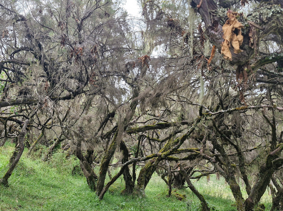 Addis Tour Guide-亚的斯亚贝巴必去景点