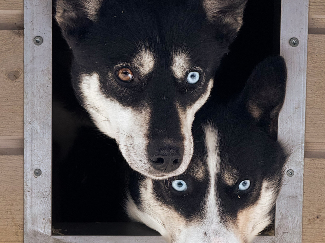 Soulmate Huskies-Pello必去景点