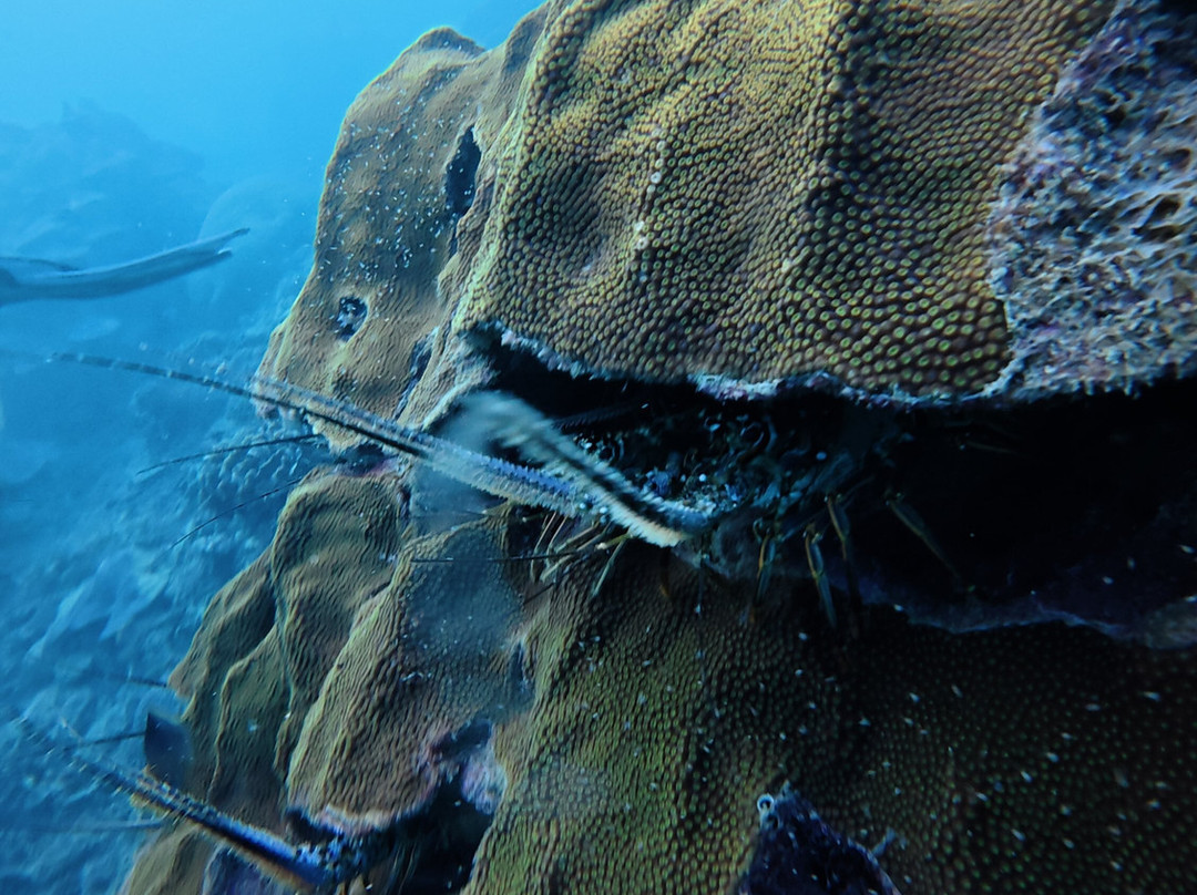 Nautilus Isla Fuerte-Isla Fuerte必去景点