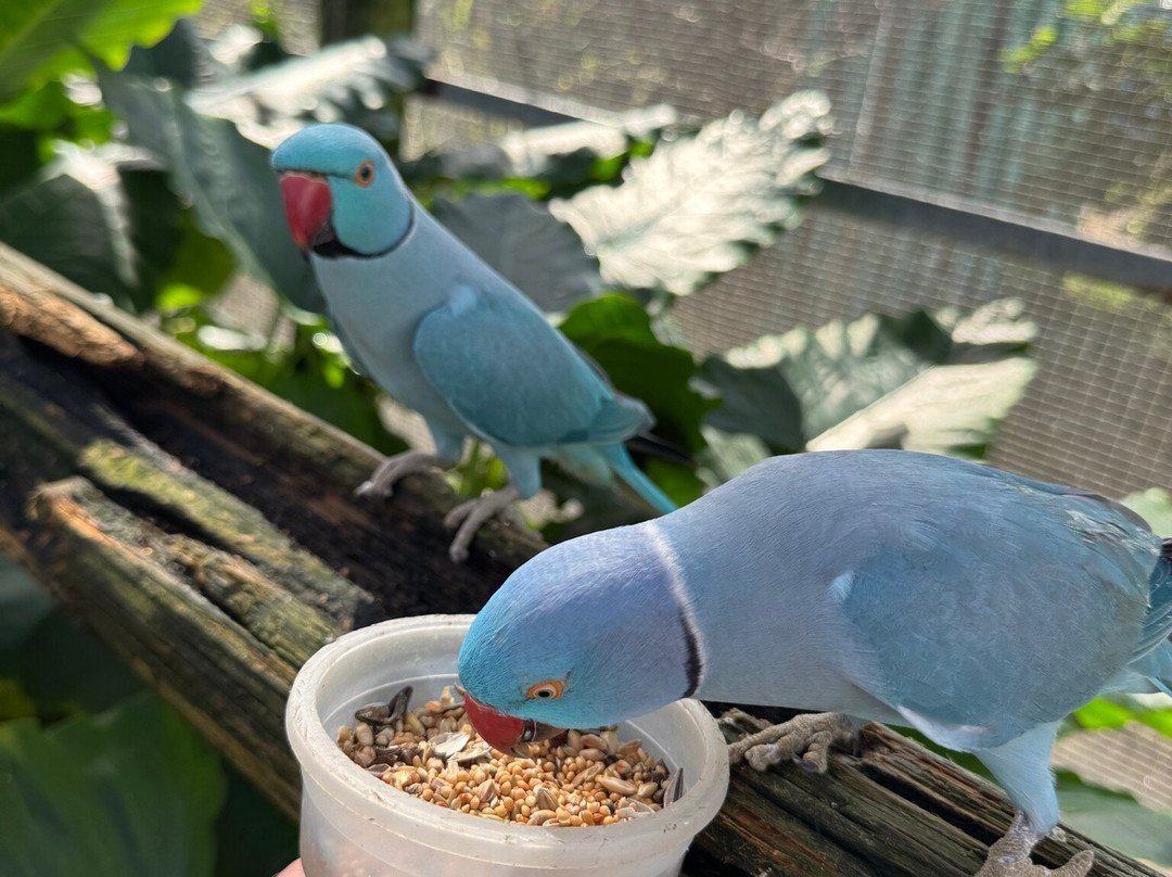 Parotte Ville Bird Sanctuary-圣马丁岛必去景点