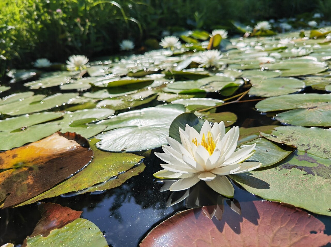 Tamagawadai Park-大田区必去景点