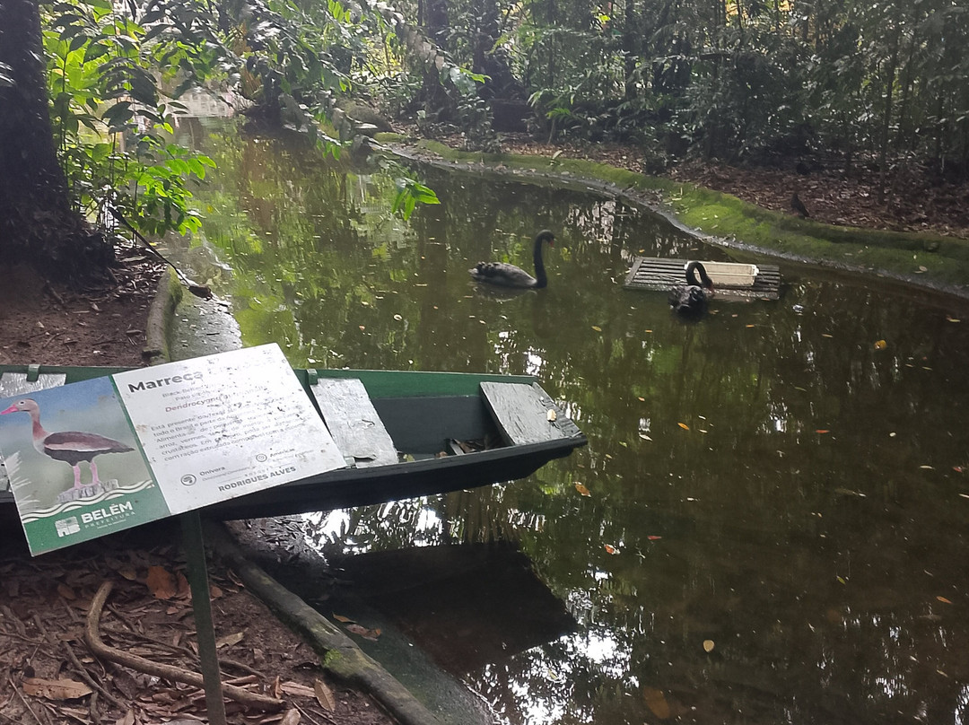 Bosque Rodrigues Alves - Jardim Botanico da Amazonia-贝伦必去景点