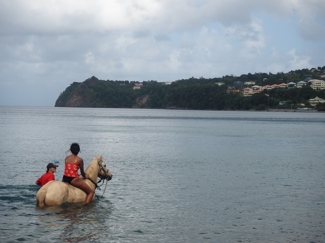 Rainforest Riding-Portsmouth必去景点