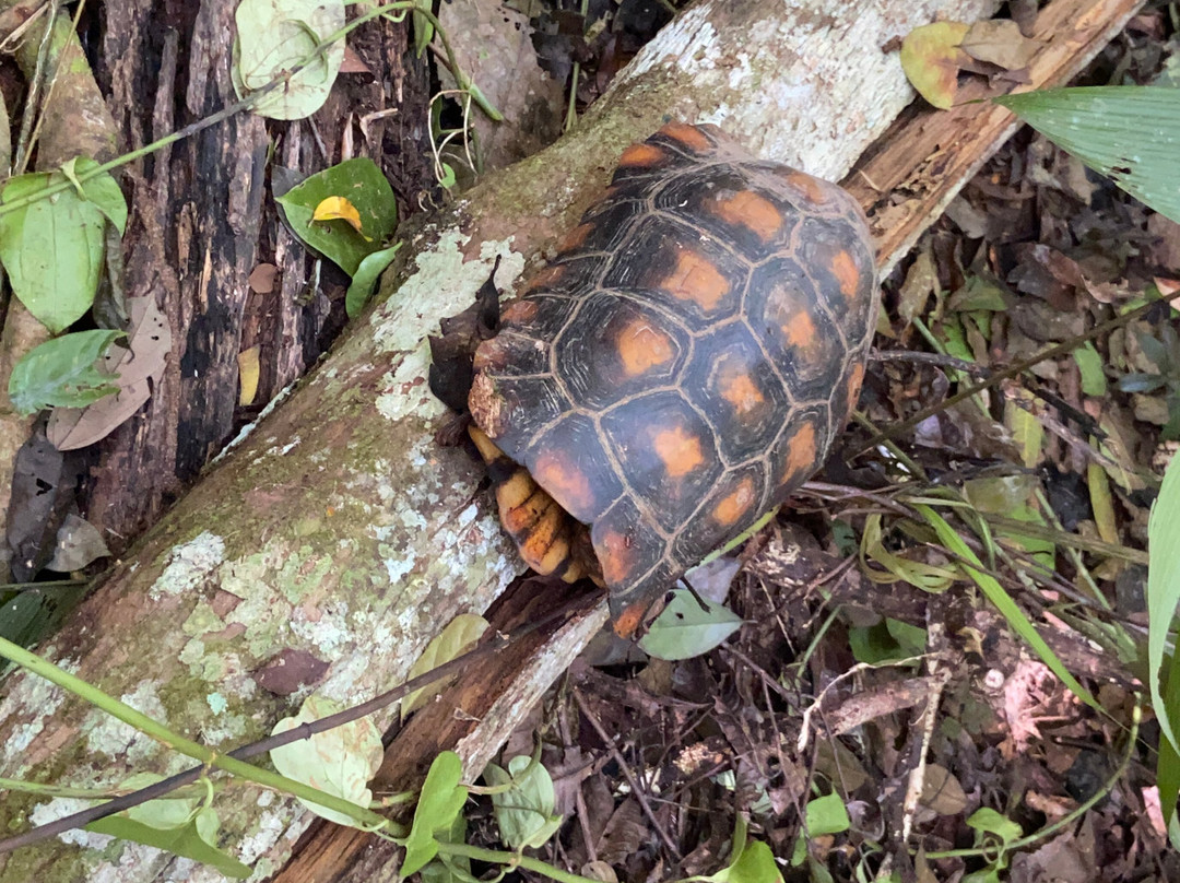 Parque Nacional del Yasuni - Fernando guia en la Amazonia-Coca必去景点