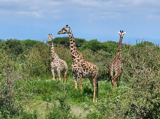 Safari Kenya Bliss (roby & King)-瓦塔木必去景点