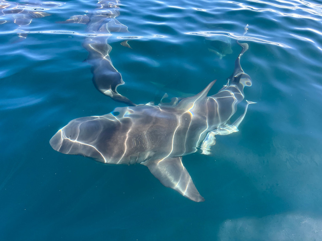 Oceans Alive-Scottburgh必去景点