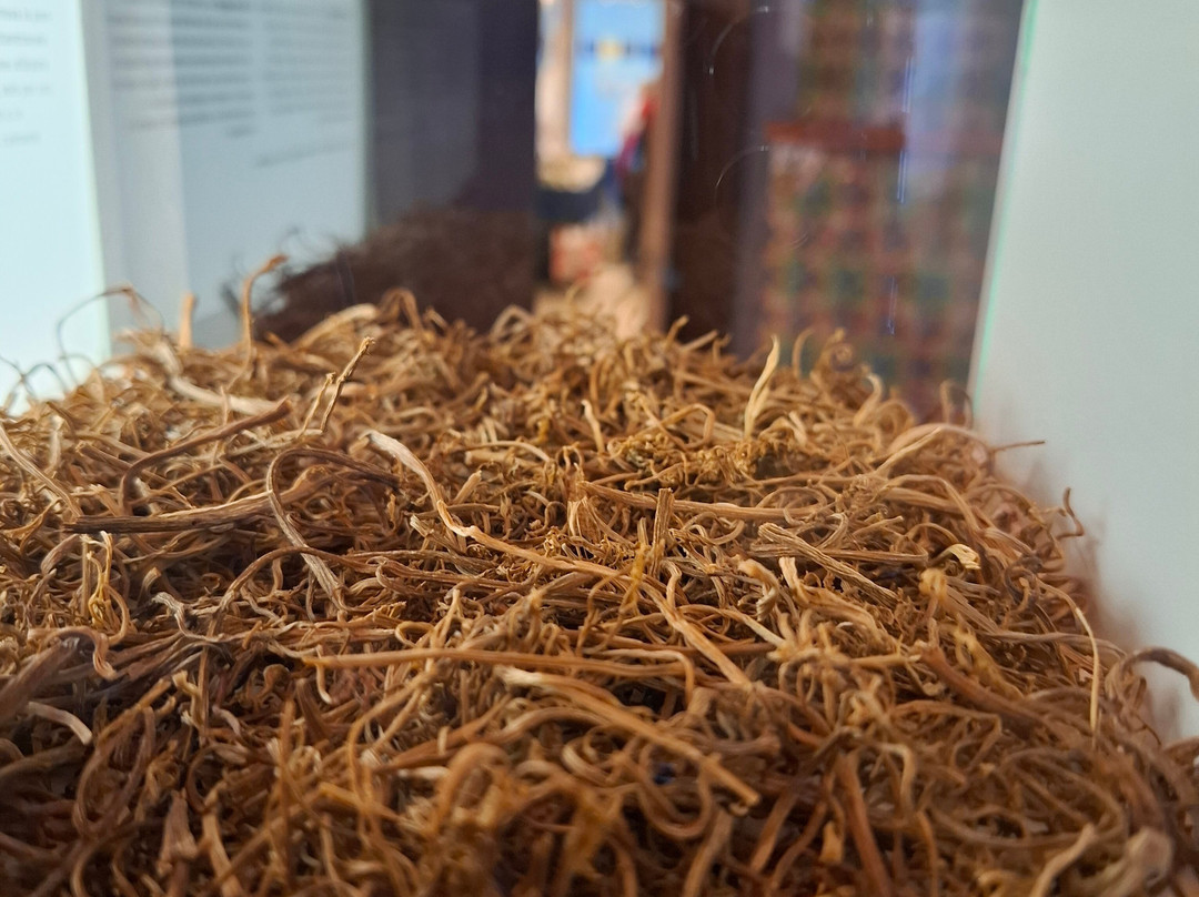 Pharmaziemuseum-布雷萨诺内必去景点