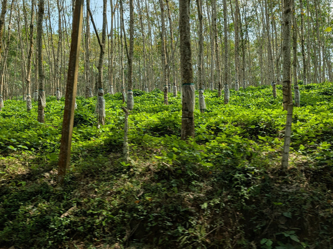 Off 2 Sri Lanka Private Tours-Piliyandala必去景点