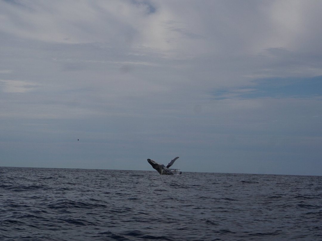 Proyecto Cetáceo-卡波圣卢卡斯必去景点