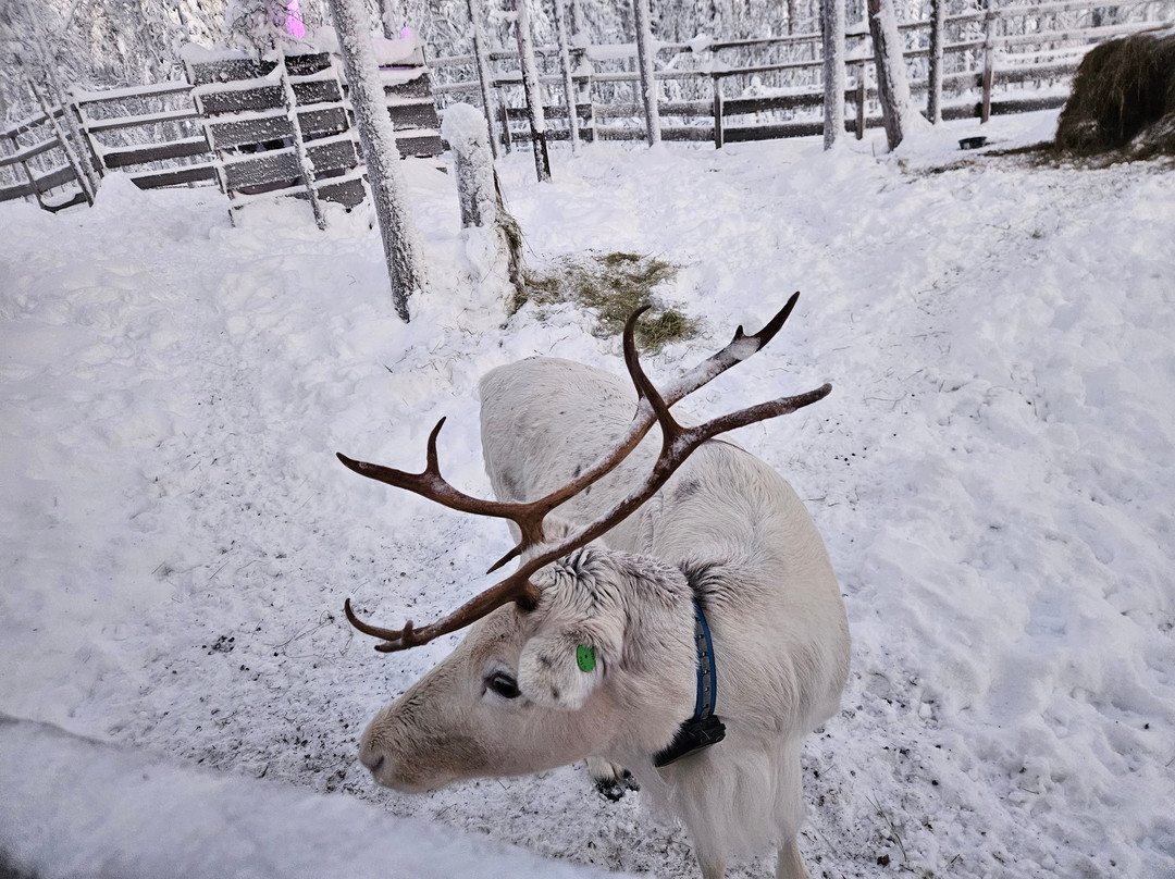 Arcandia-Sirkka必去景点