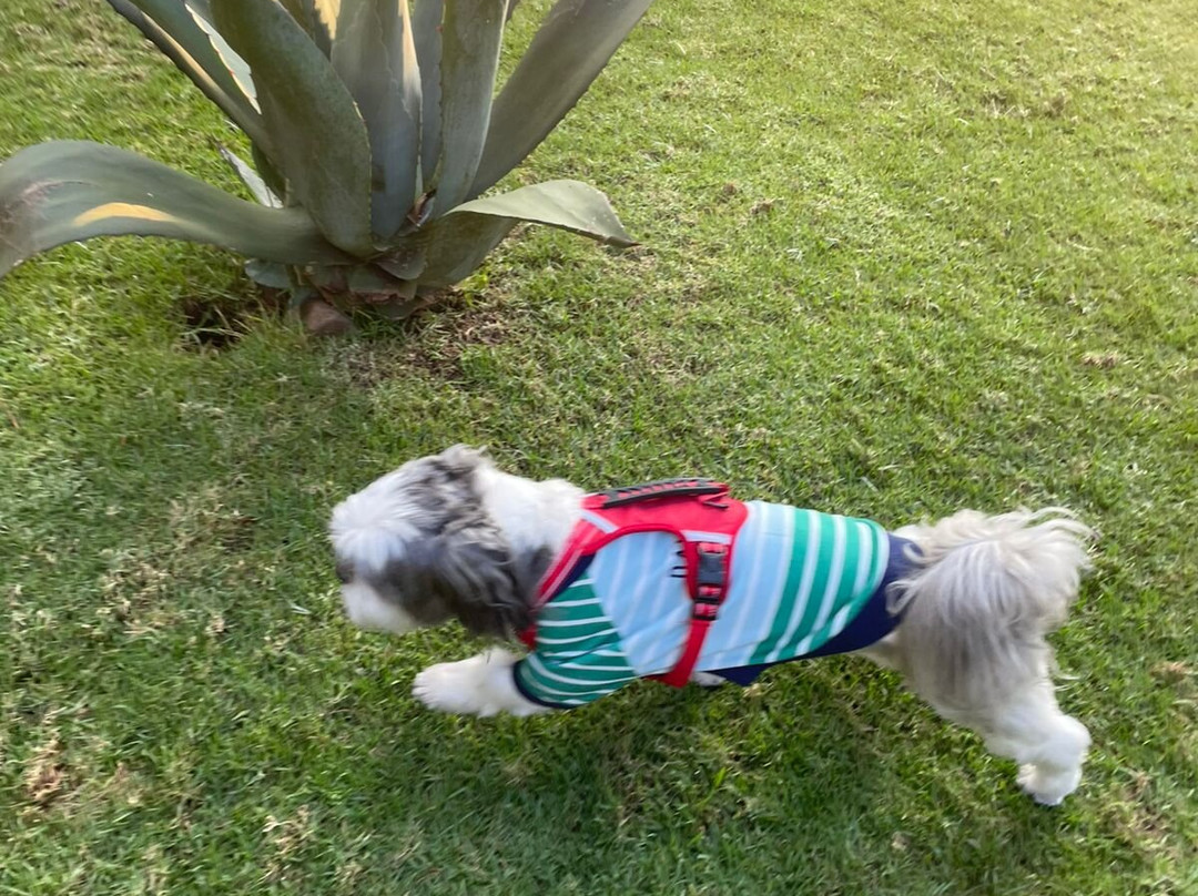 Las Luciérnagas主图