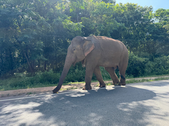 KIYON TRAVELS & TOURS-Gampaha必去景点