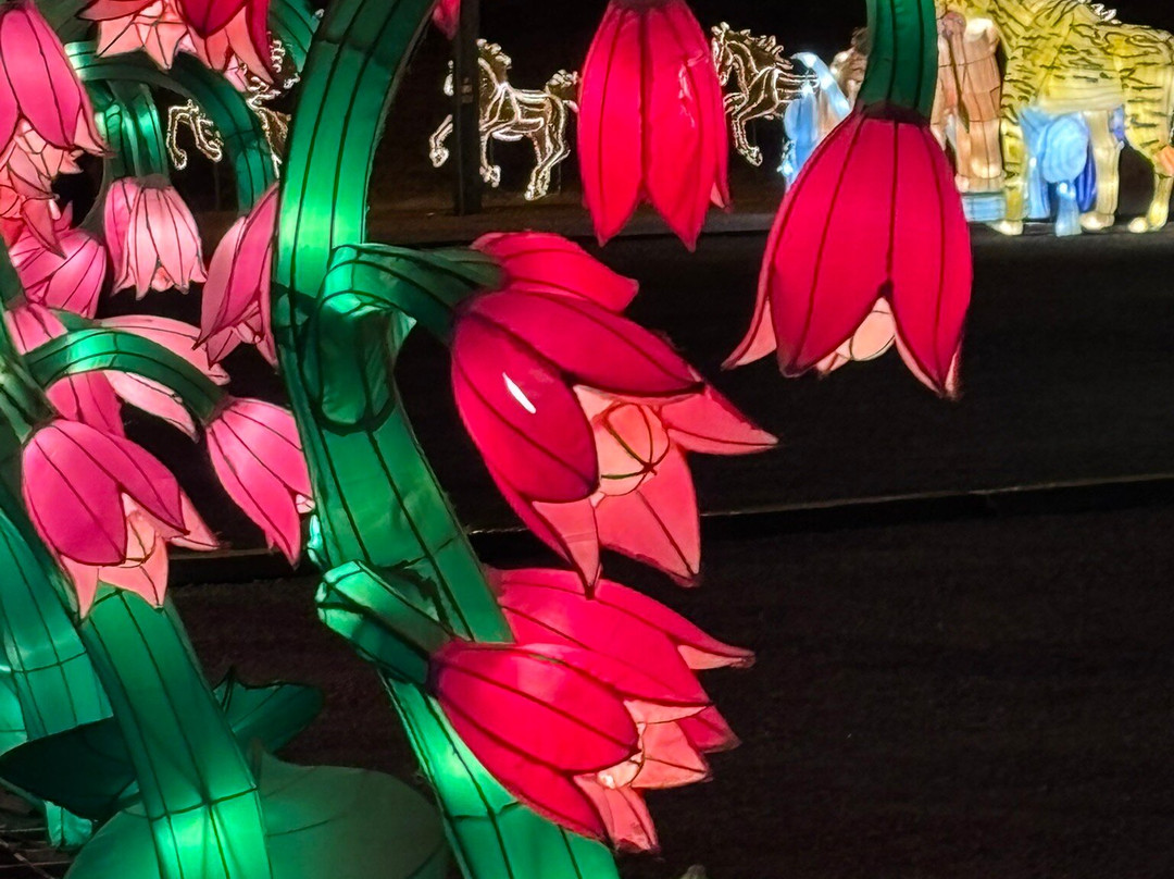 Winter Lantern Festival Washington DC-泰森角必去景点