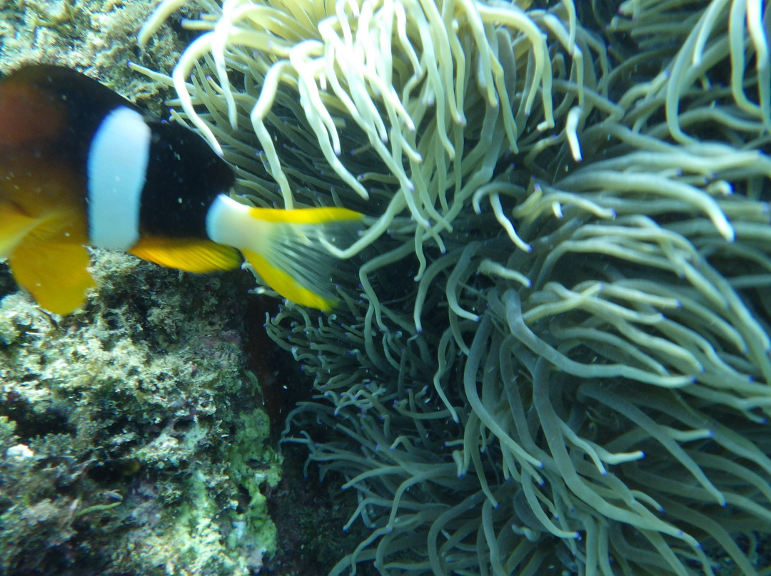 Napaling Reef-Panglao必去景点