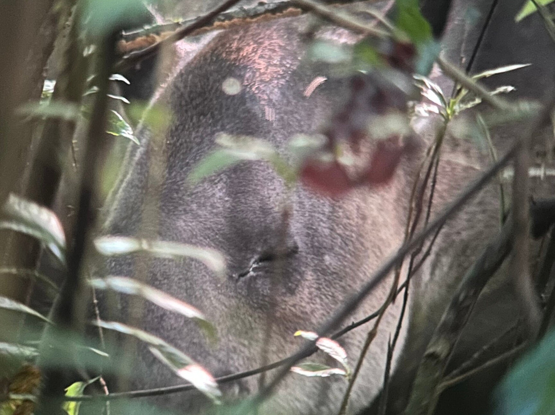 Surcos Tours-希门尼斯港必去景点