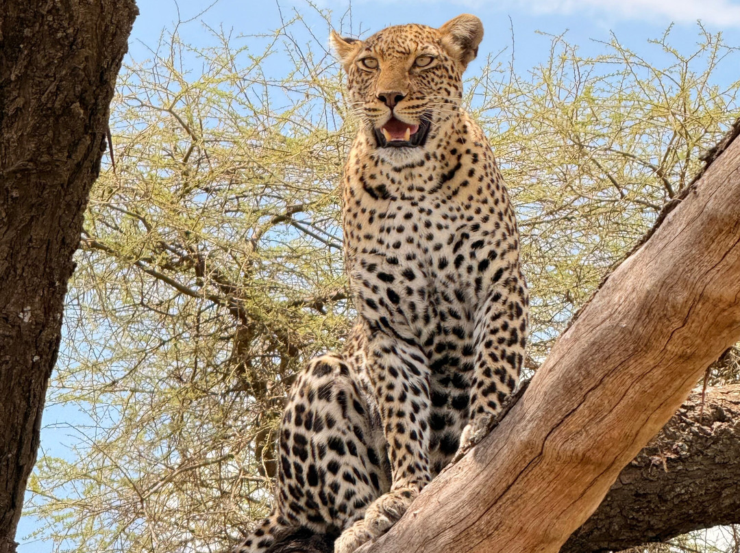 Serengeti Sons Safaris-阿鲁沙必去景点