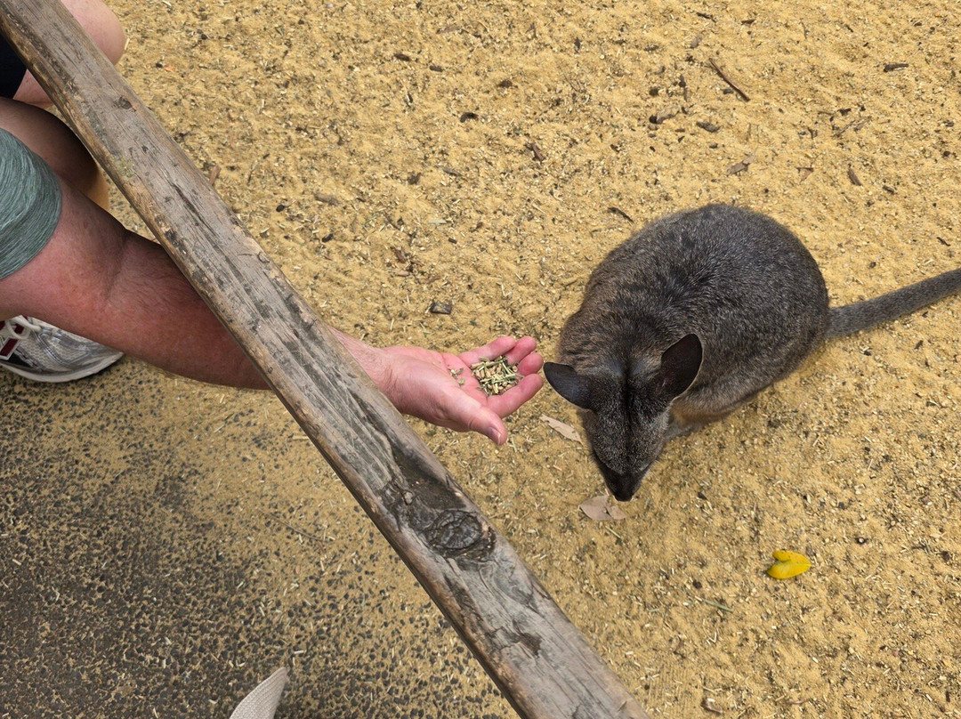 Blue Mountains Tours-格兰布鲁克必去景点