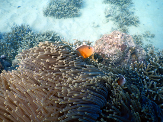 Turquoise Dream-Neil Island必去景点
