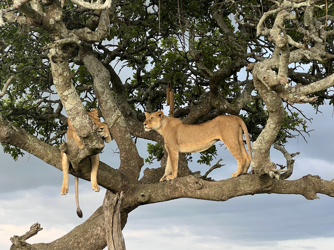 Serengeti Smile-阿鲁沙必去景点