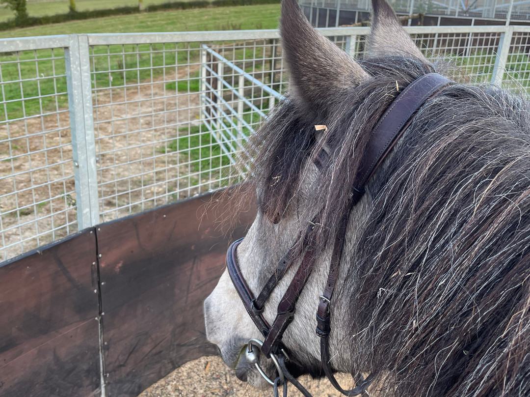Pioneer Equestrian Coaching-Charlbury必去景点