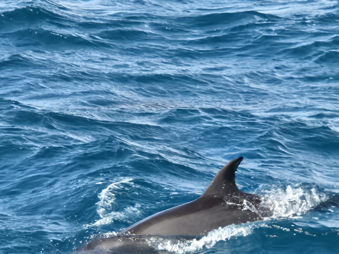 Delfinausflug Mit MO-赫尔格达必去景点
