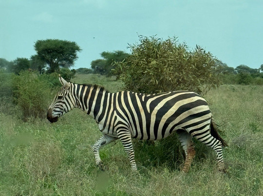 Mimmo Shaibu Kenya Safari-瓦塔木必去景点