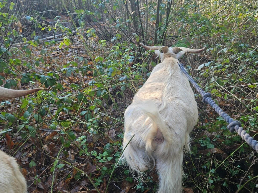 Buttercups Sanctuary for Goats-Boughton Monchelsea必去景点